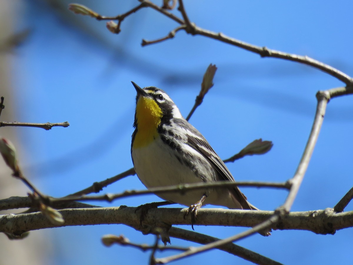 Yellow-throated Warbler - ML617428093