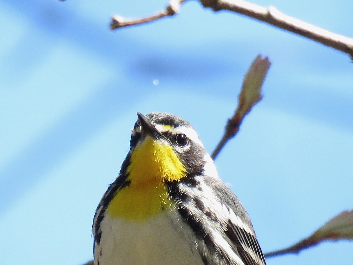 Yellow-throated Warbler - ML617428103
