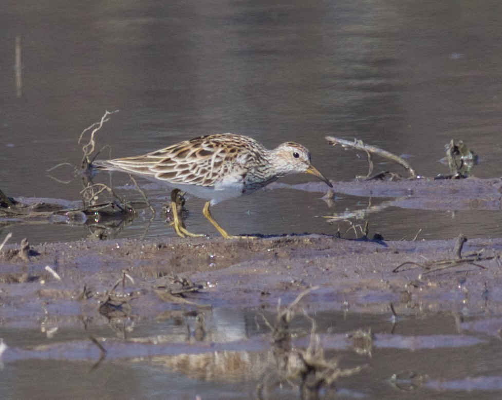 Graubrust-Strandläufer - ML617428150