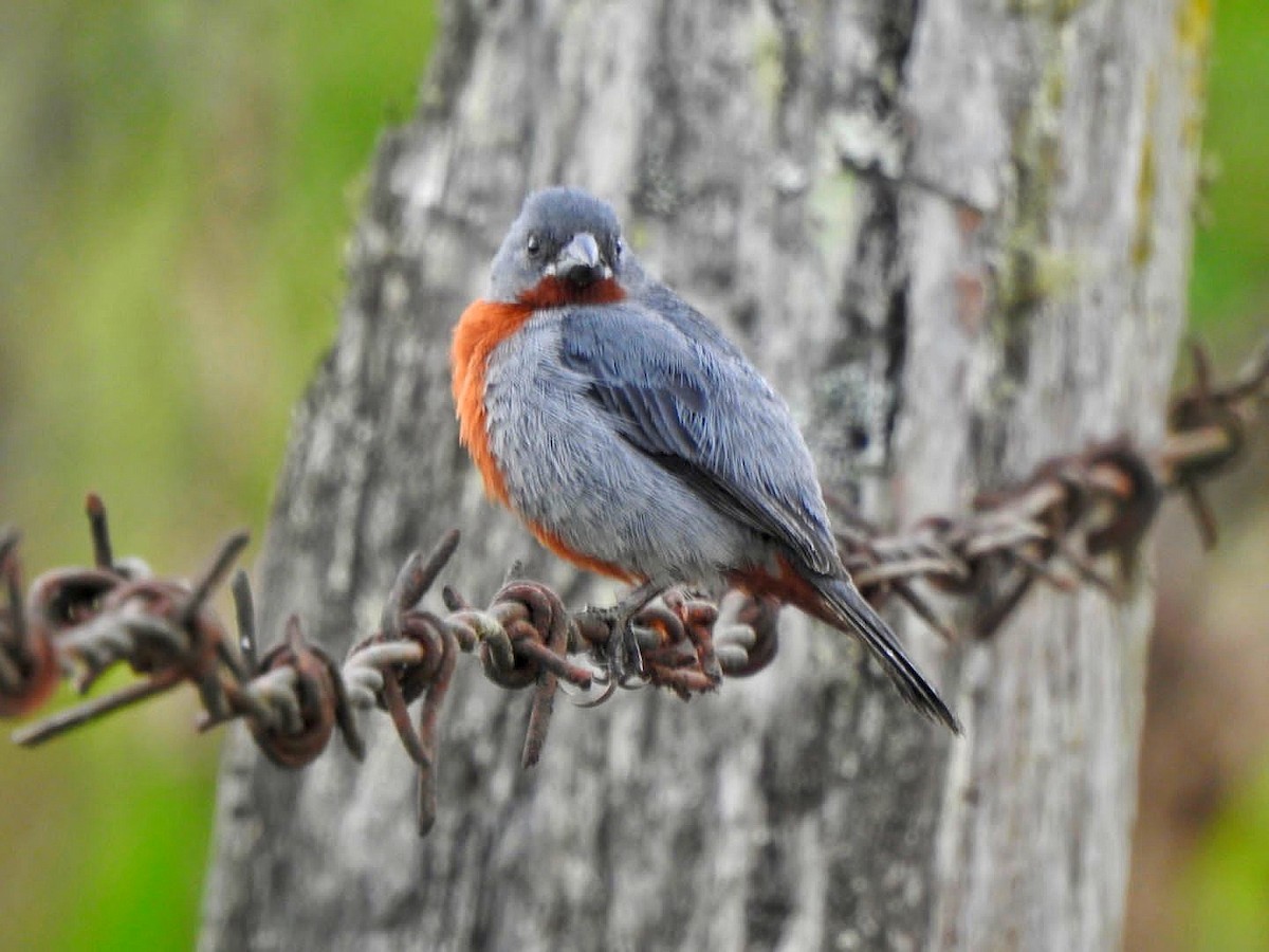 Chestnut-bellied Seedeater - ML617428181