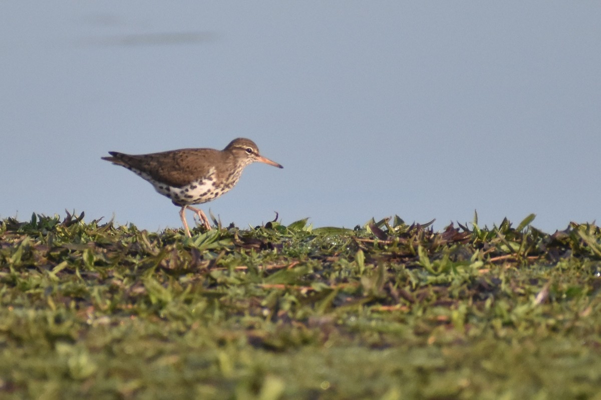 Spotted Sandpiper - Benjamin Ashin