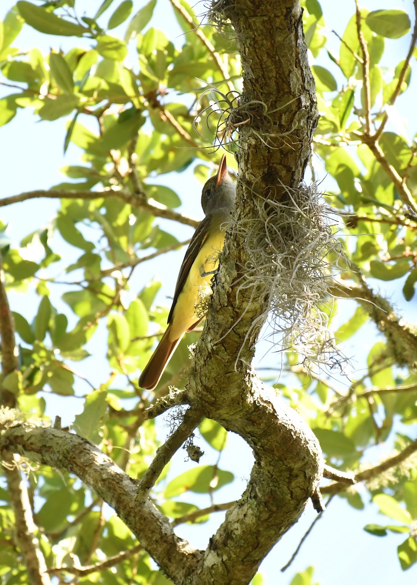 Great Crested Flycatcher - ML617428273