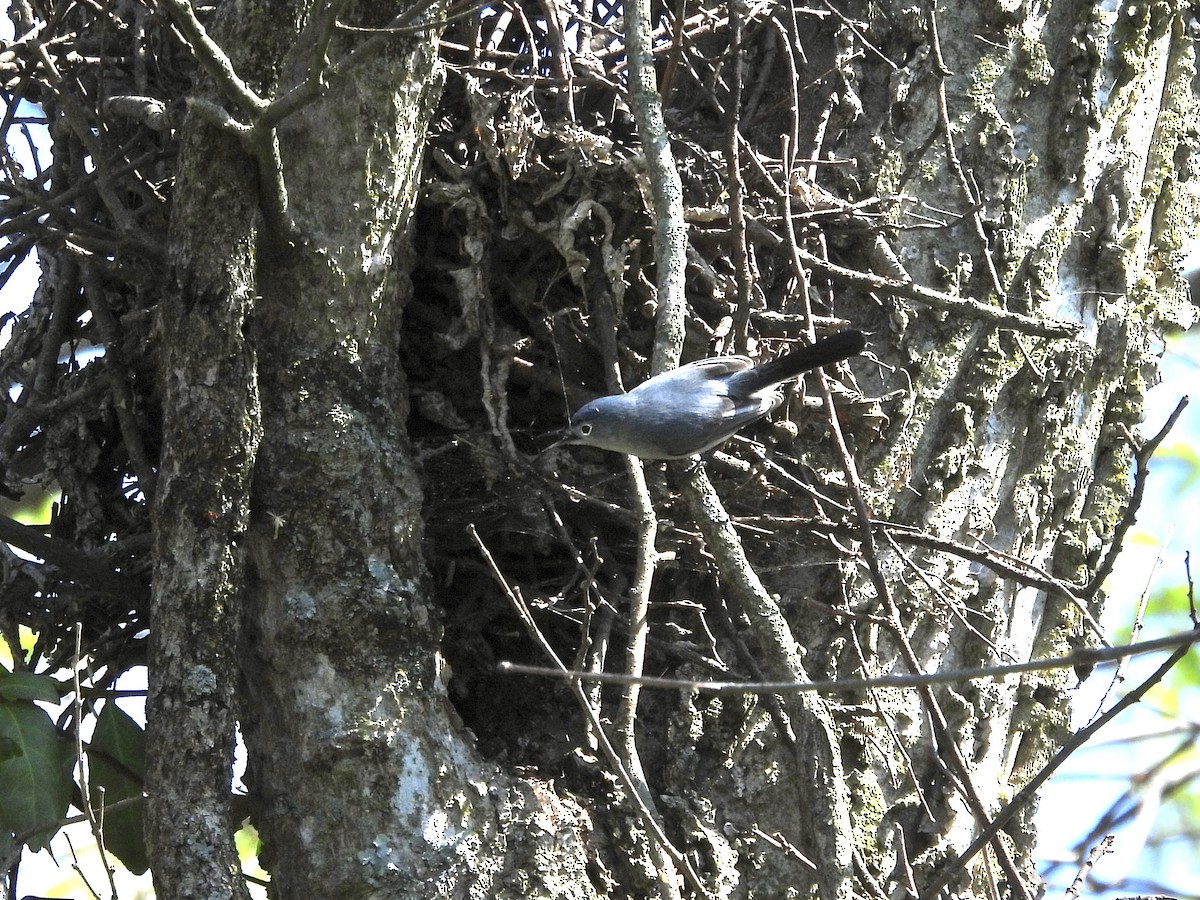 Blue-gray Gnatcatcher - ML617428281