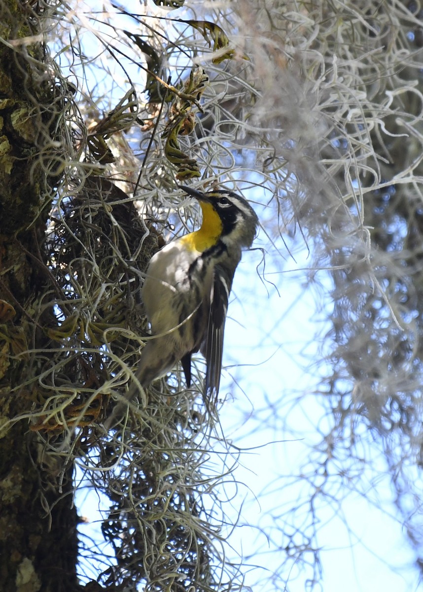 Yellow-throated Warbler - Wendy N
