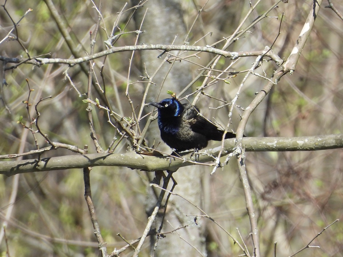 Common Grackle - ML617428296