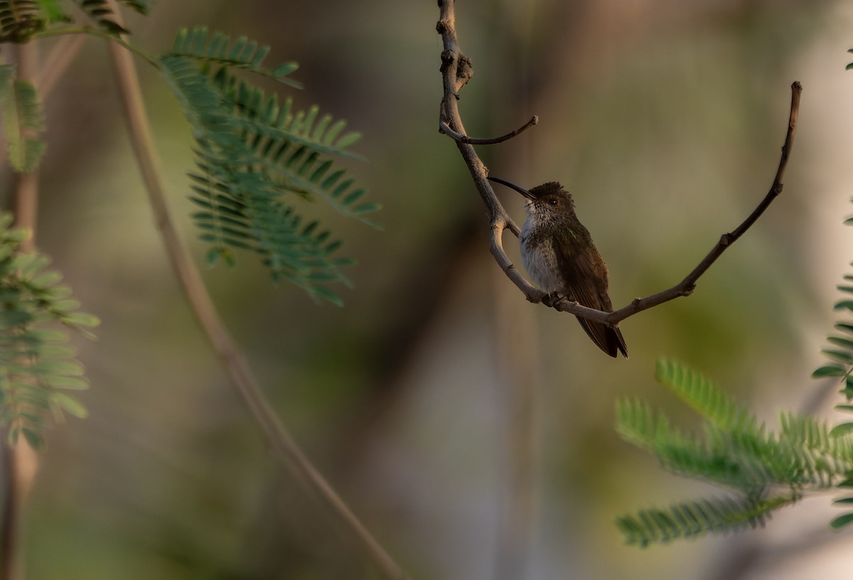 Sapphire-throated Hummingbird - ML617428301