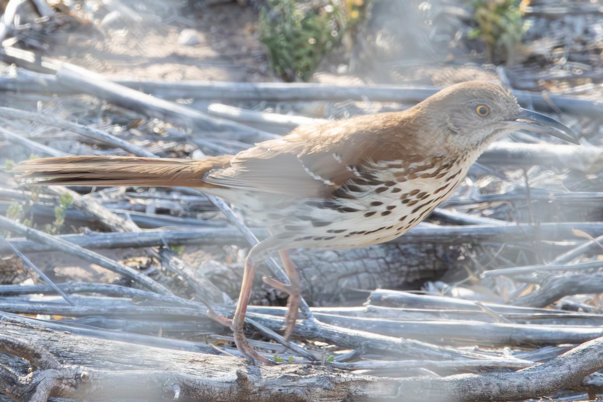 Brown Thrasher - ML617428316