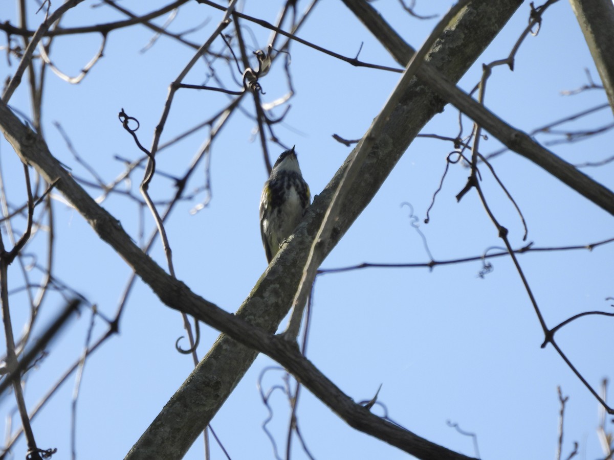 lesňáček žlutoskvrnný (ssp. coronata) - ML617428325