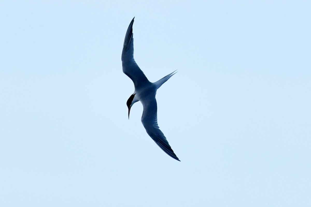 Elegant Tern - ML617428357