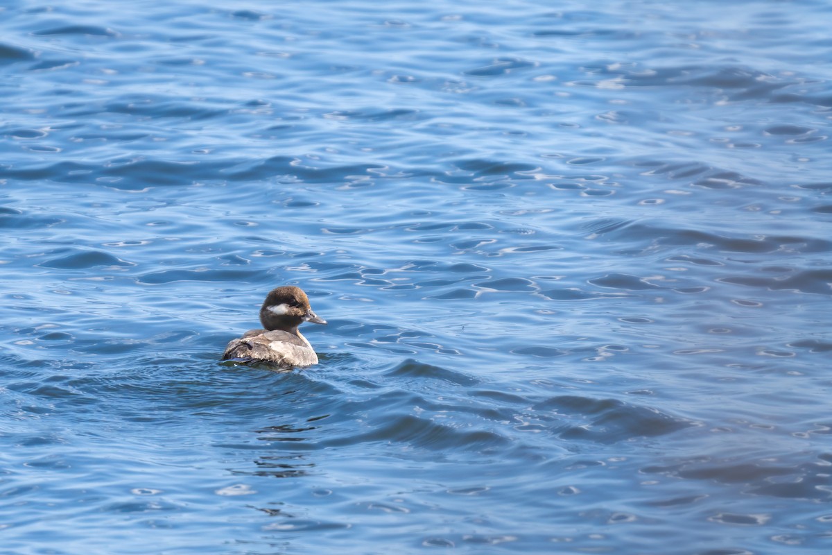 Bufflehead - ML617428408