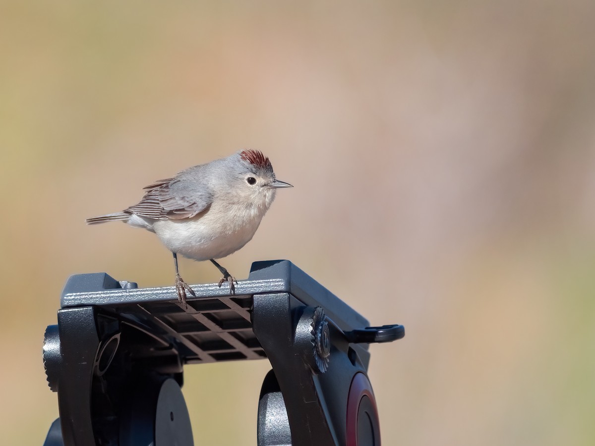 Lucy's Warbler - ML617428415