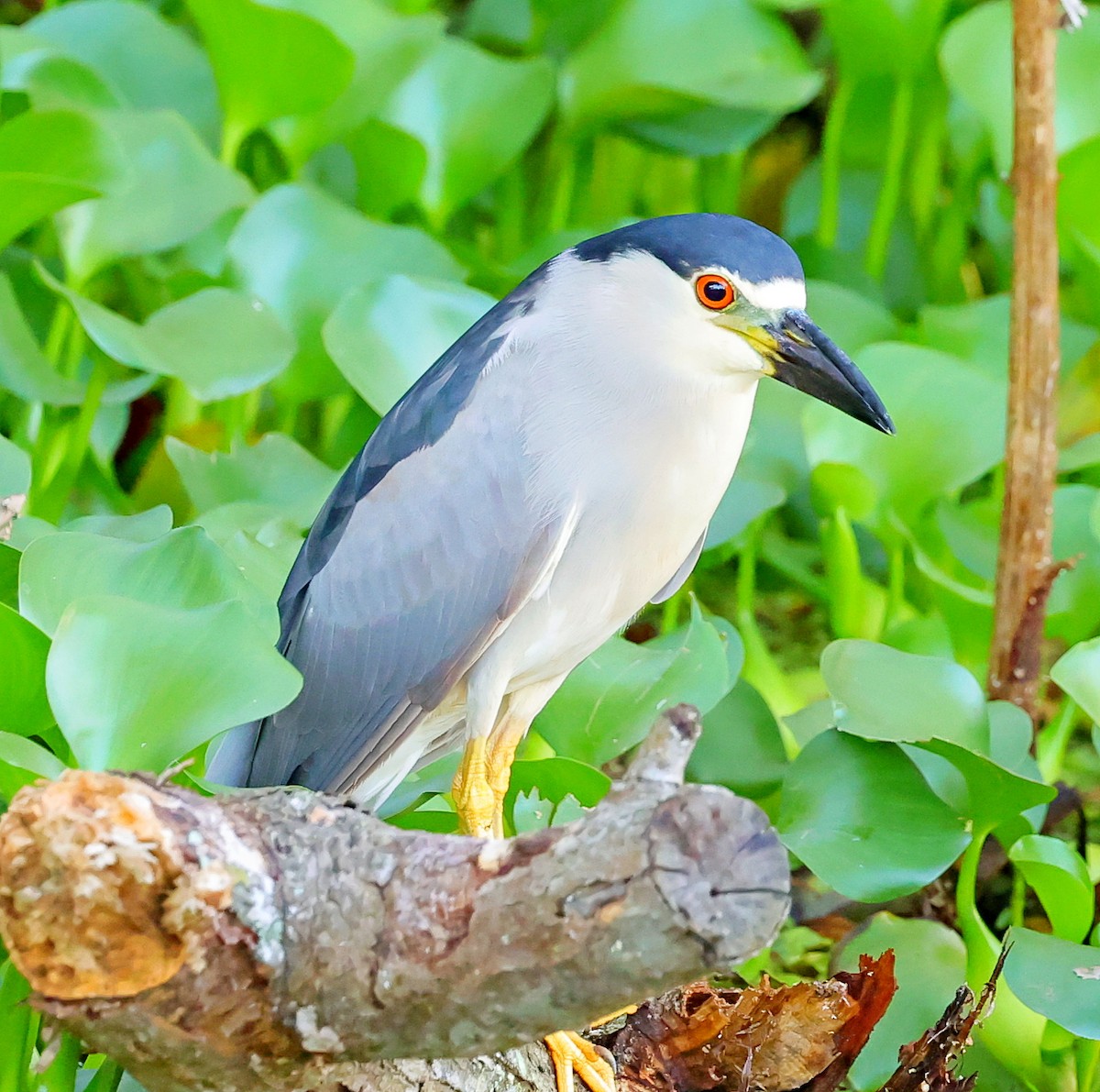 Black-crowned Night Heron - ML617428439