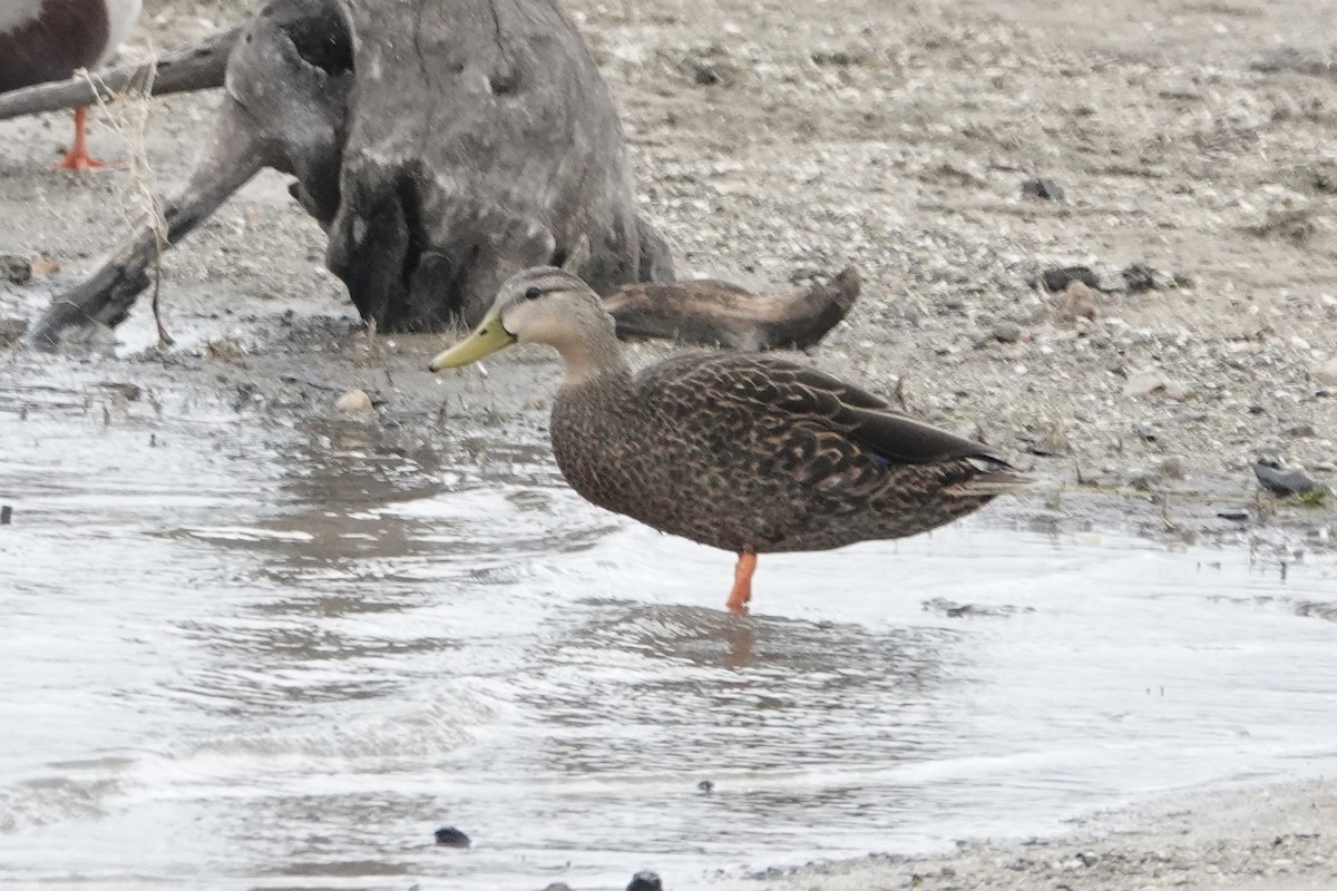 Mottled Duck - ML617428458