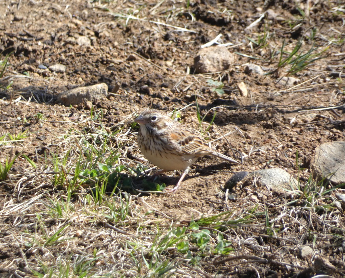 Vesper Sparrow - Bruce Ripley