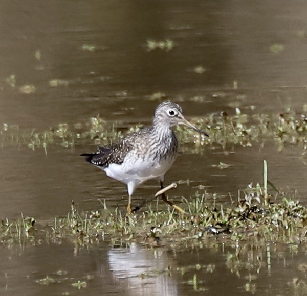 Solitary Sandpiper - ML617428502