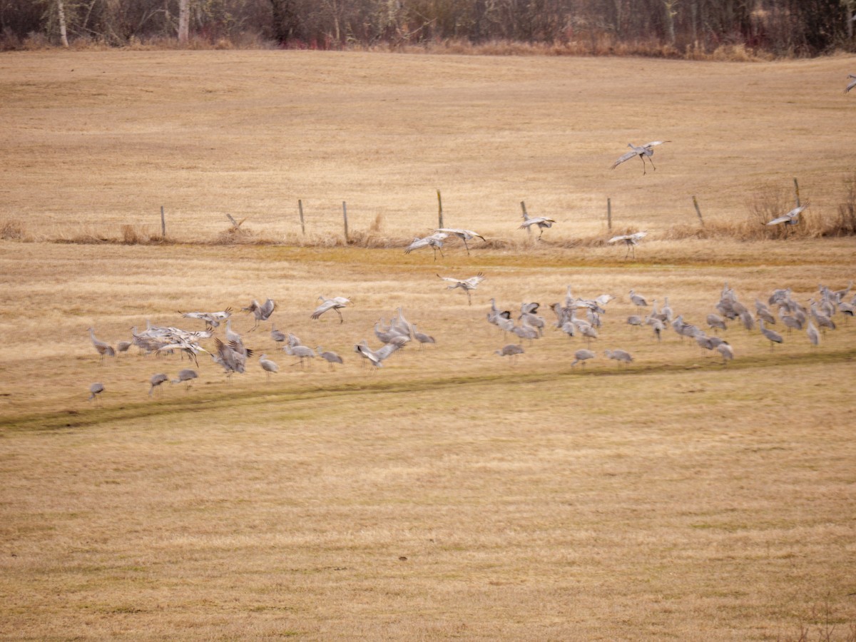 Sandhill Crane - Larry Joseph