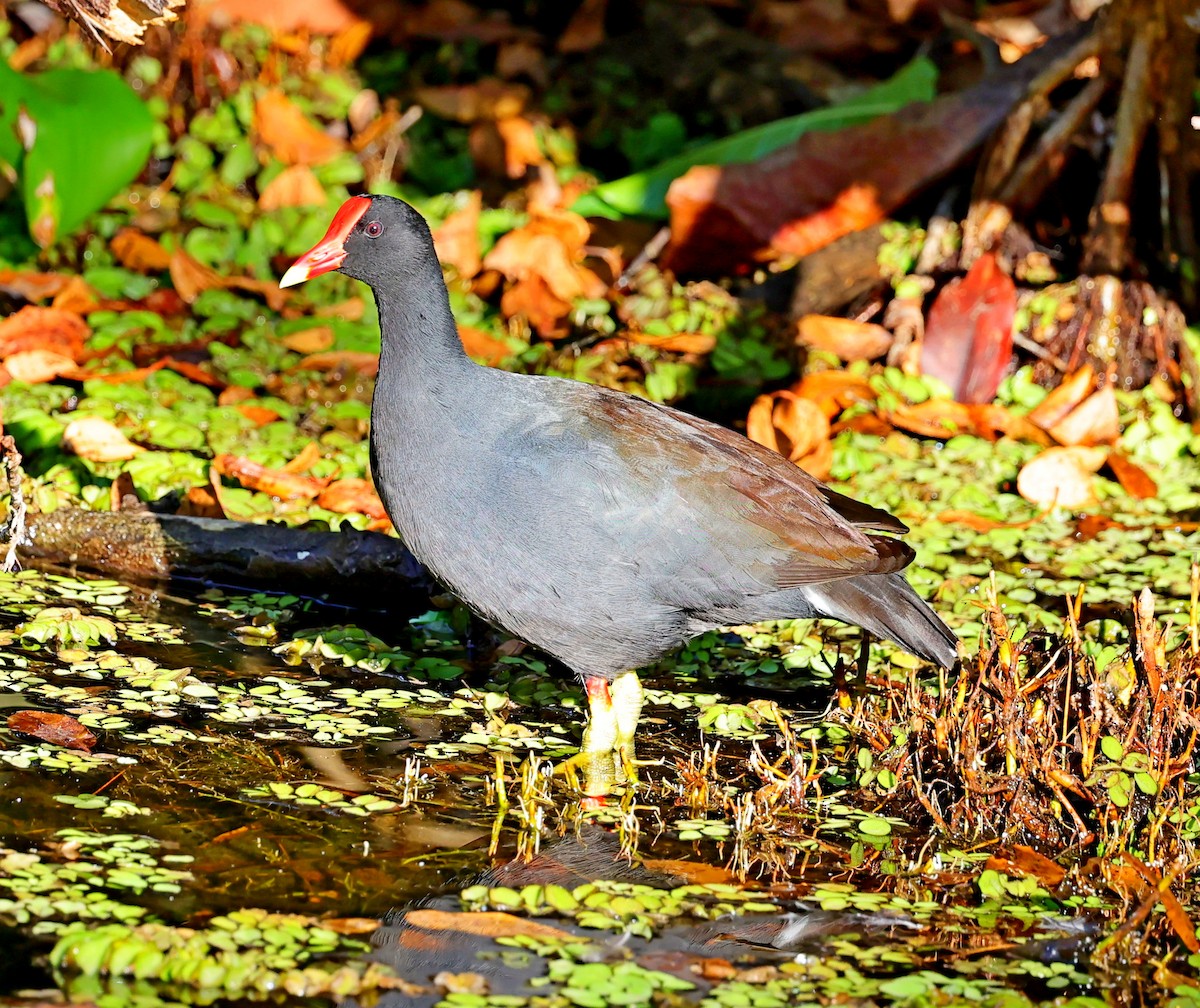 Common Gallinule - ML617428576