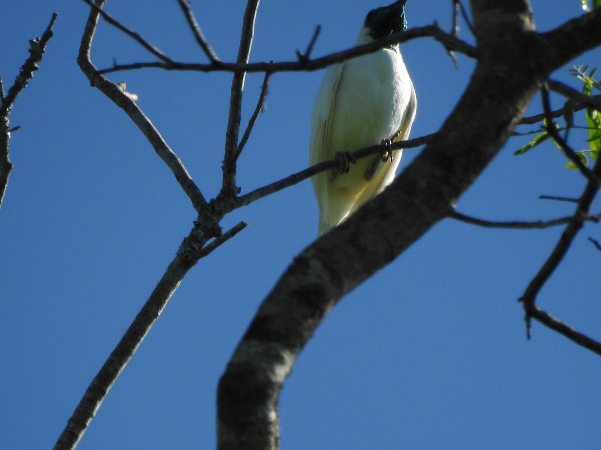 Bare-throated Bellbird - ML617428622