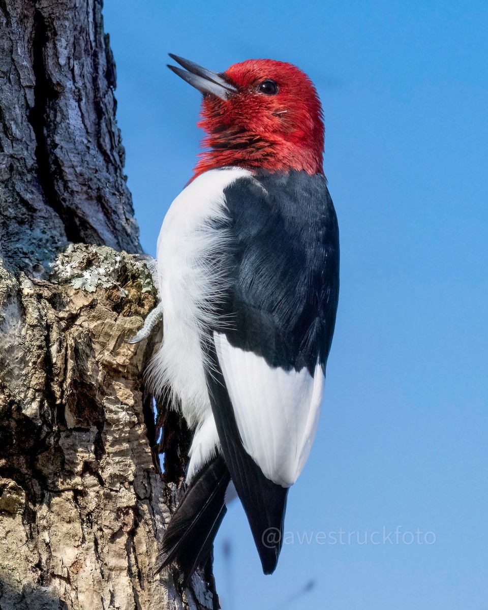 Red-headed Woodpecker - Mary Louise