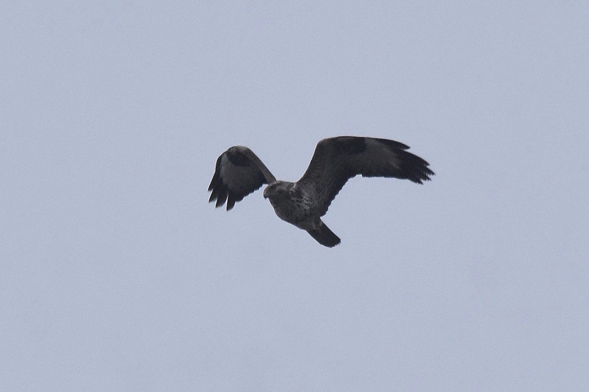 Common Buzzard - ML617428643