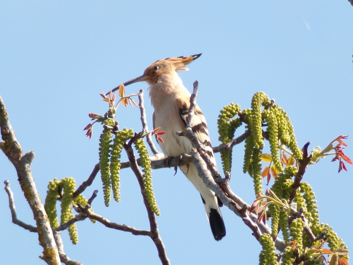 Eurasian Hoopoe - ML617428655