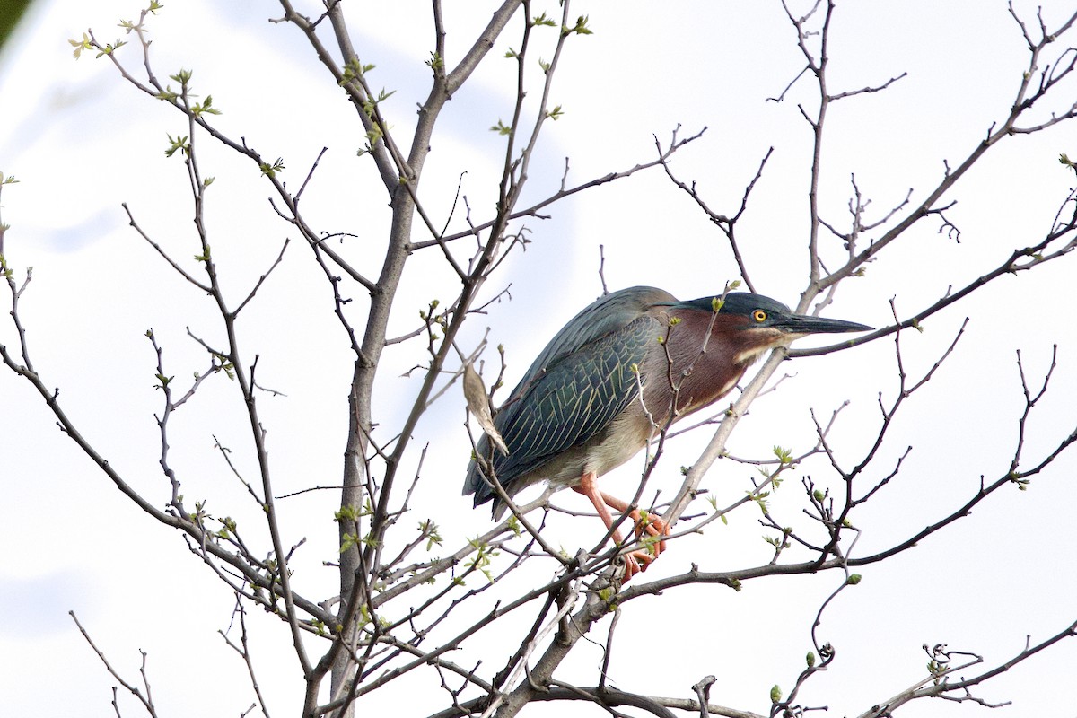 Green Heron - ML617428659