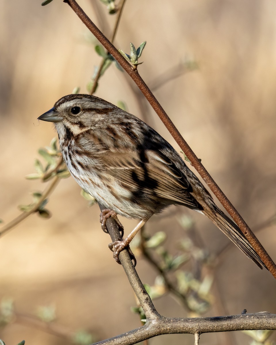 Song Sparrow - Mary Louise