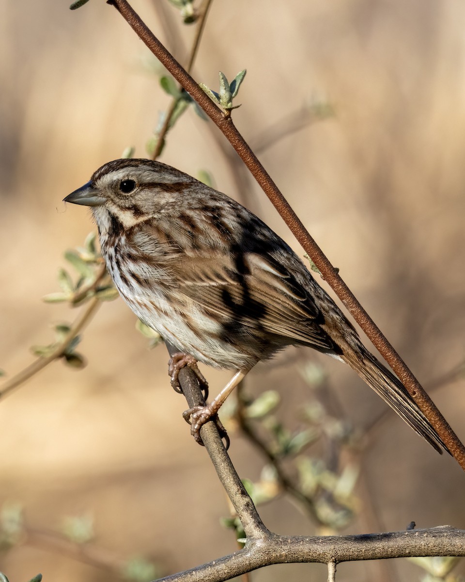 Song Sparrow - ML617428662