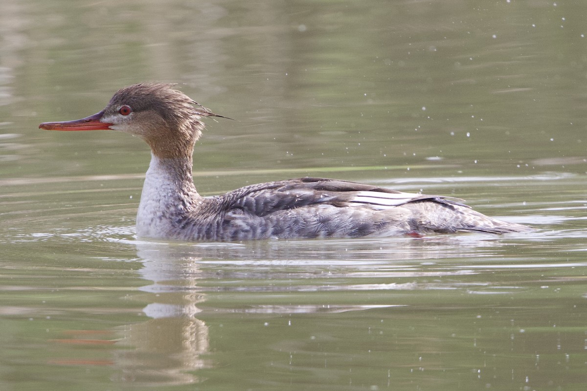 Red-breasted Merganser - ML617428678