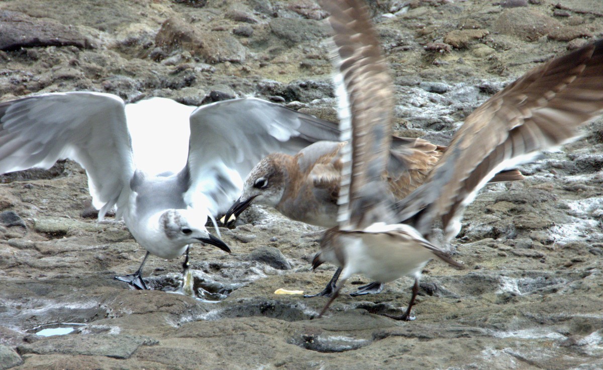 Laughing Gull - ML617428722