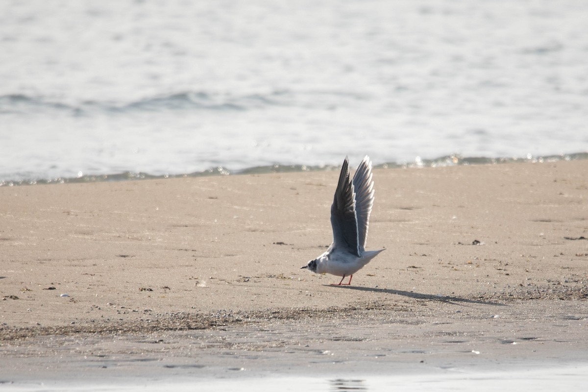 Little Gull - ML617428774