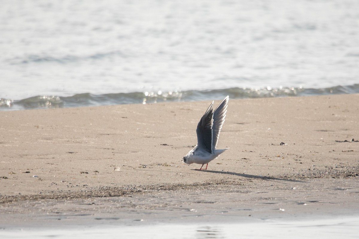 Little Gull - ML617428775