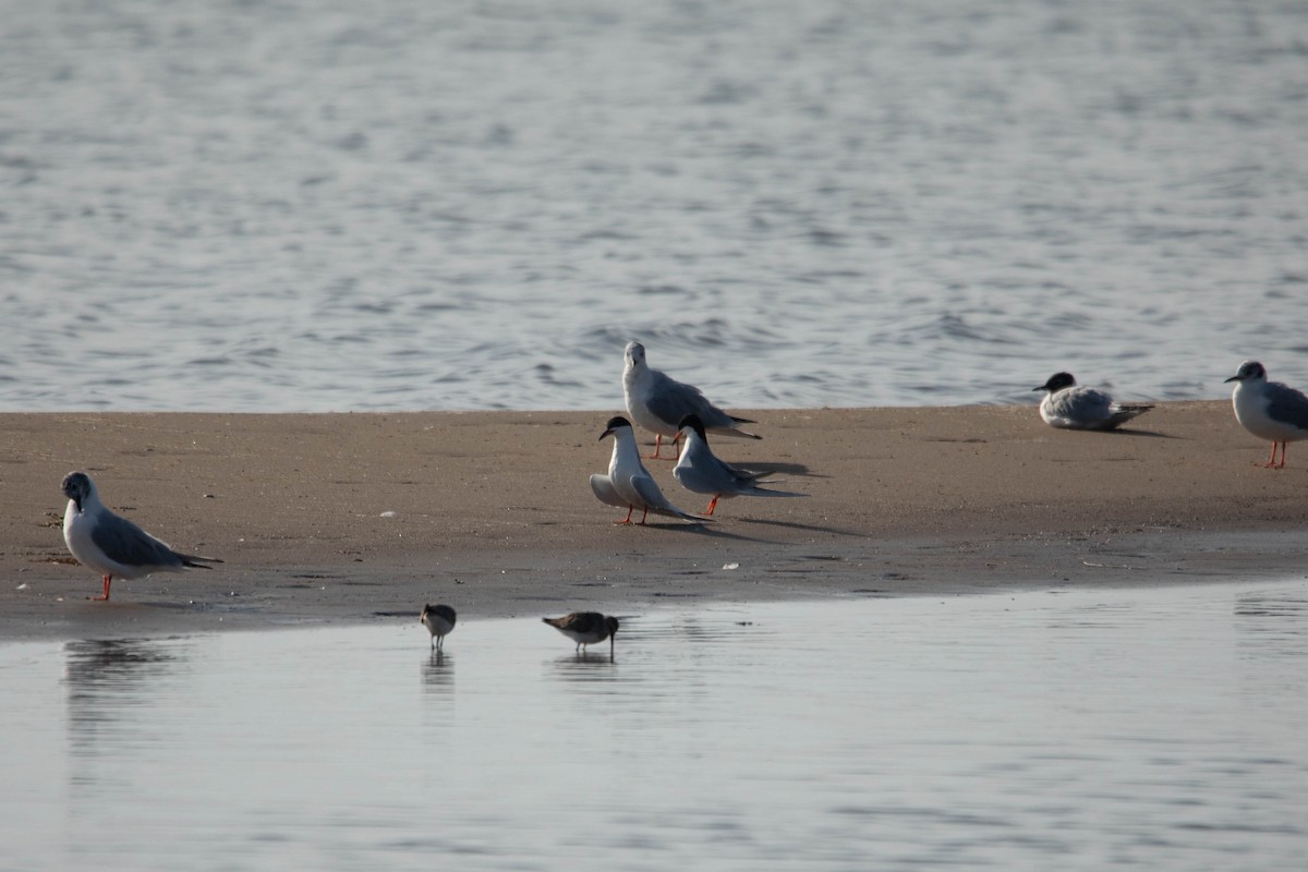 Forster's Tern - ML617428785