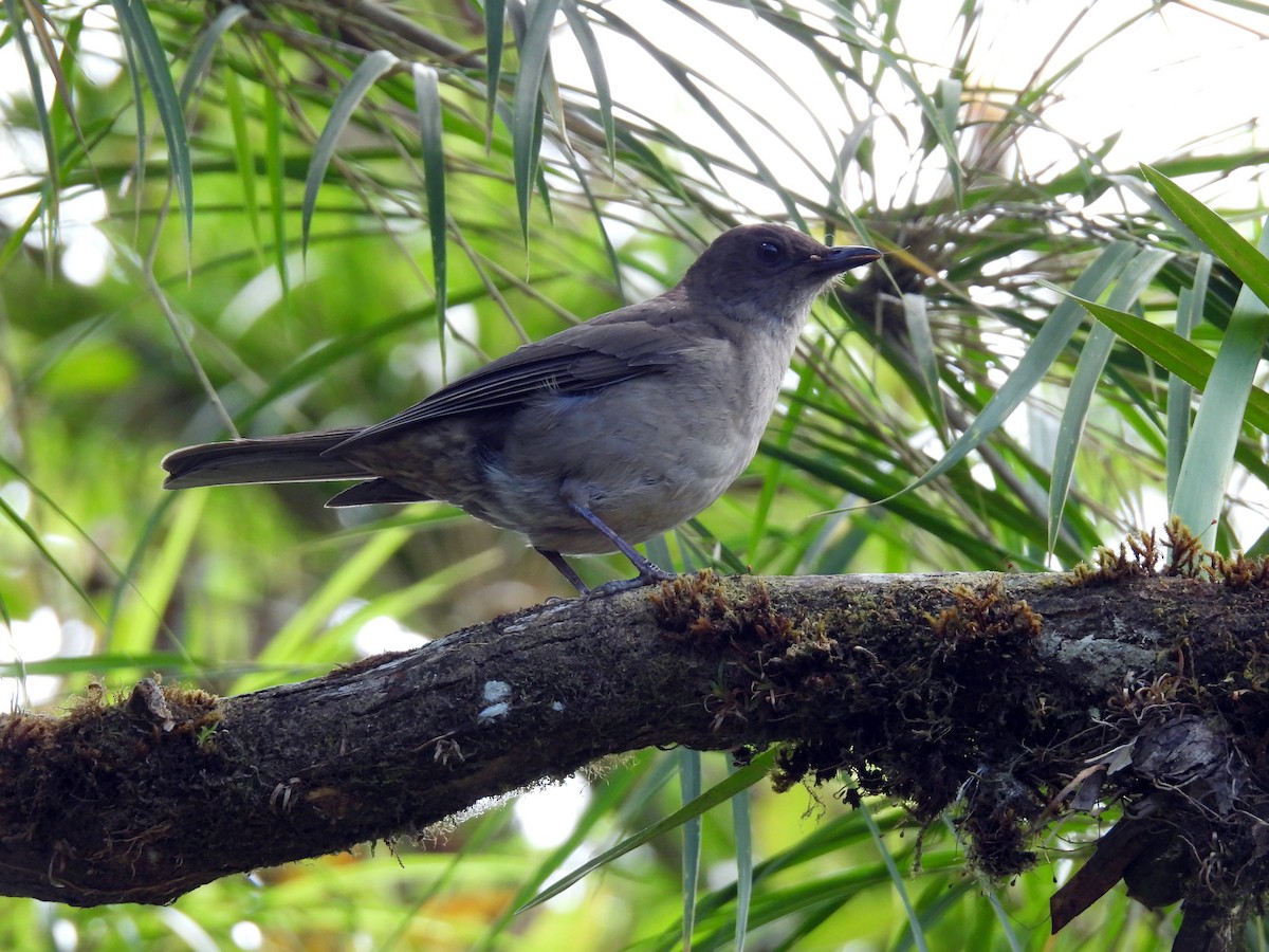 Mountain Thrush - ML617428810