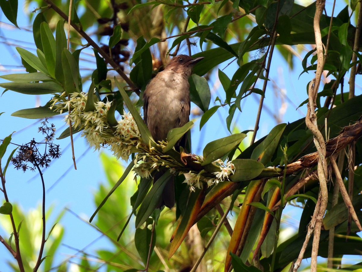 Mountain Thrush - Daniel Matamoros