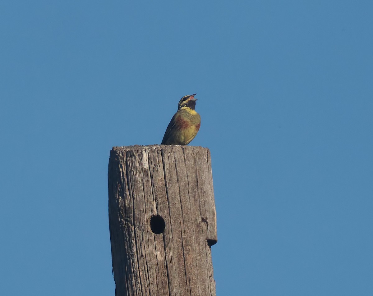 Cirl Bunting - ML617428812