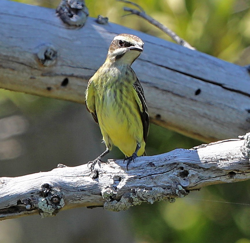 Piratic Flycatcher - ML617428838