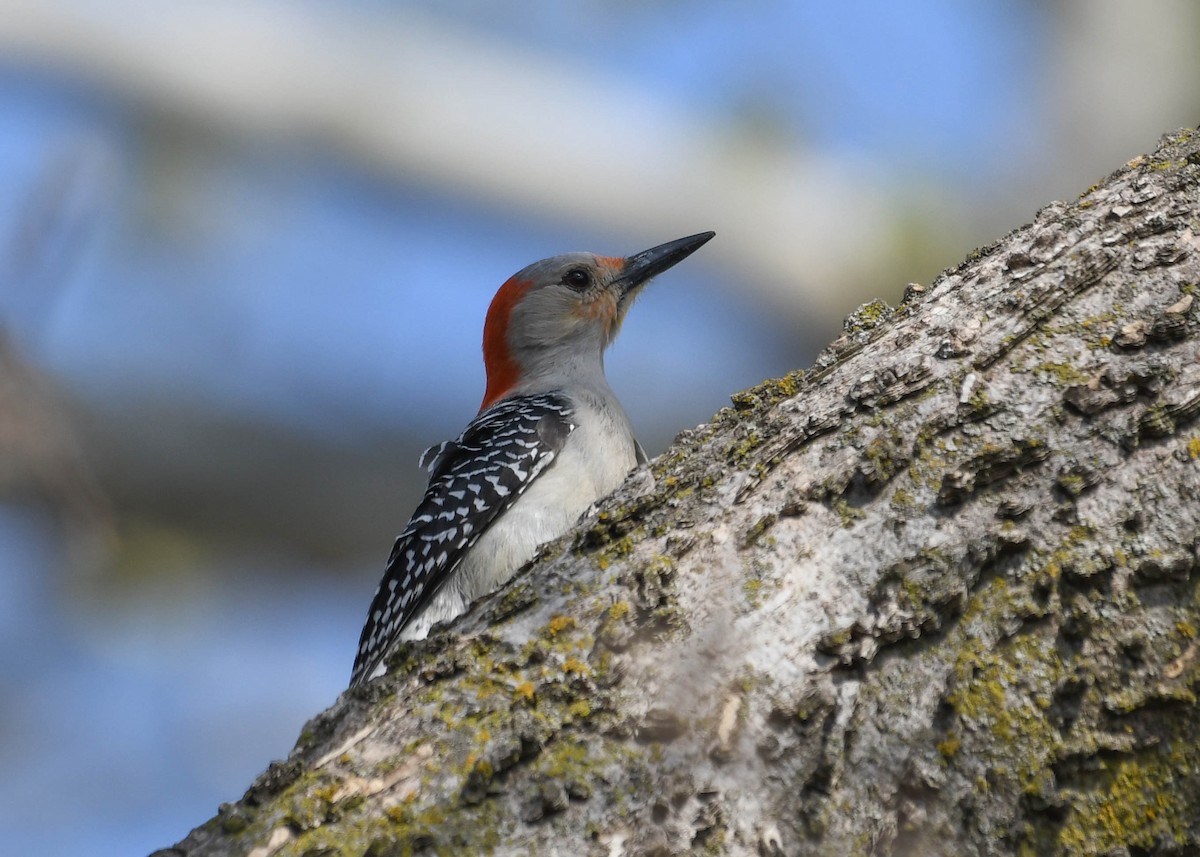 Red-bellied Woodpecker - ML617428850