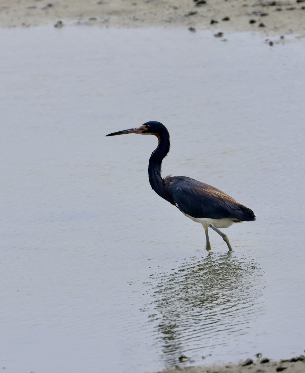 Tricolored Heron - ML617428852