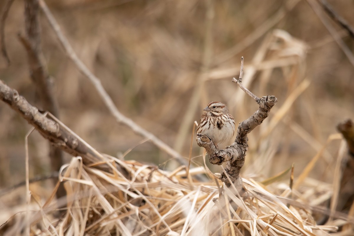 Song Sparrow (melodia/atlantica) - ML617428869