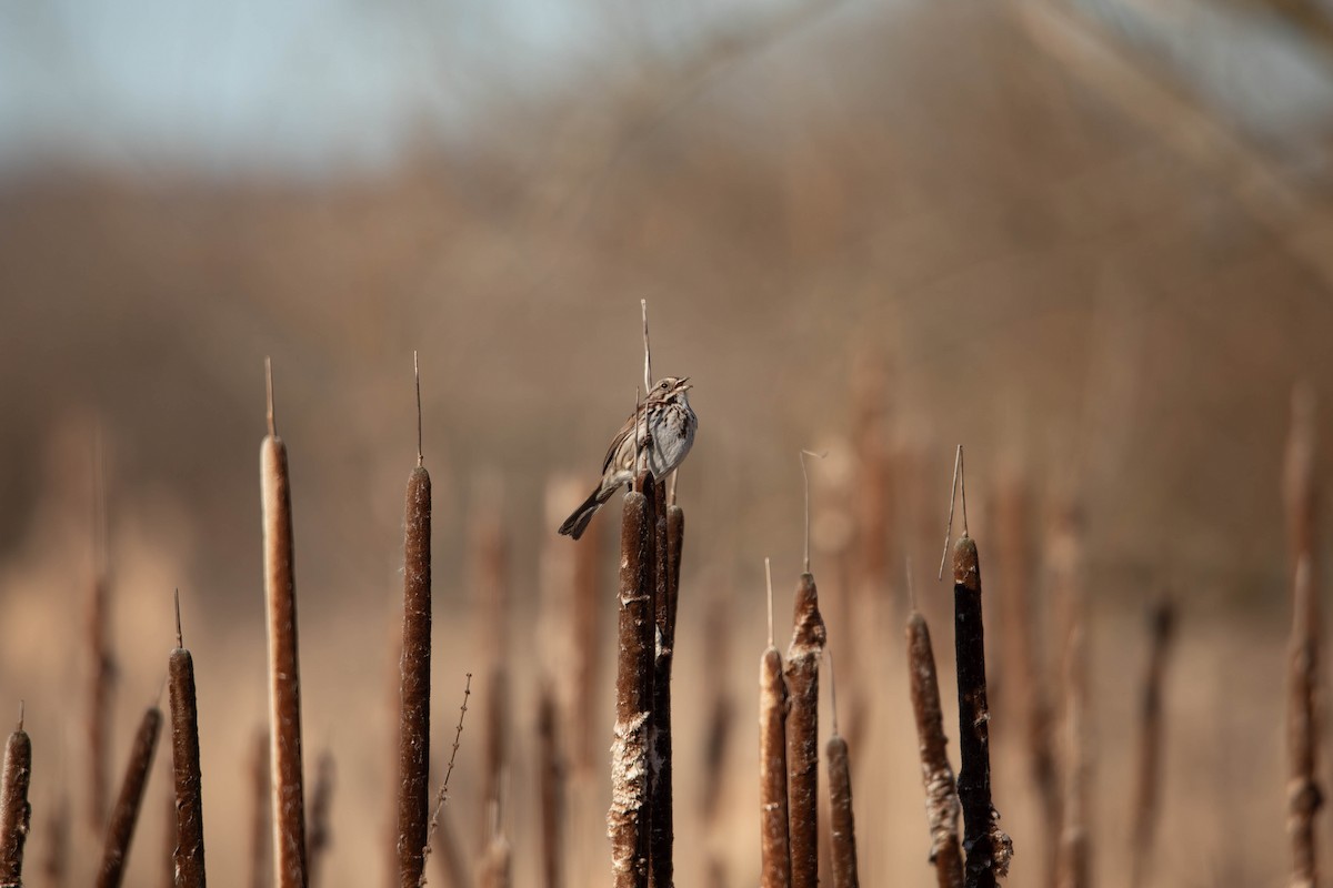 Song Sparrow (melodia/atlantica) - ML617428870