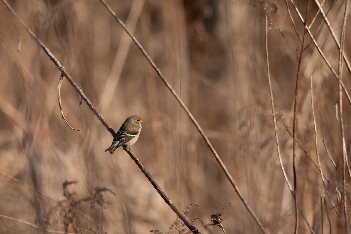 American Goldfinch - ML617428877