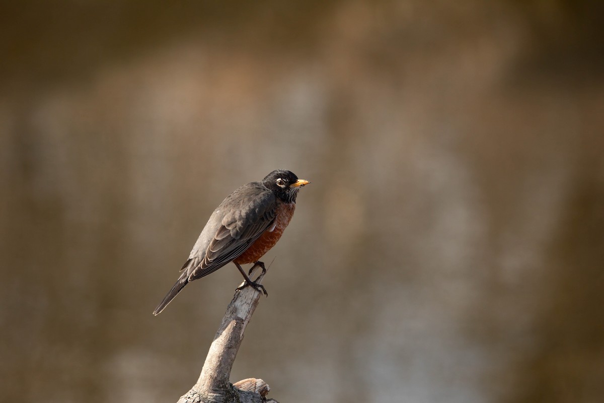 American Robin (migratorius Group) - ML617428896