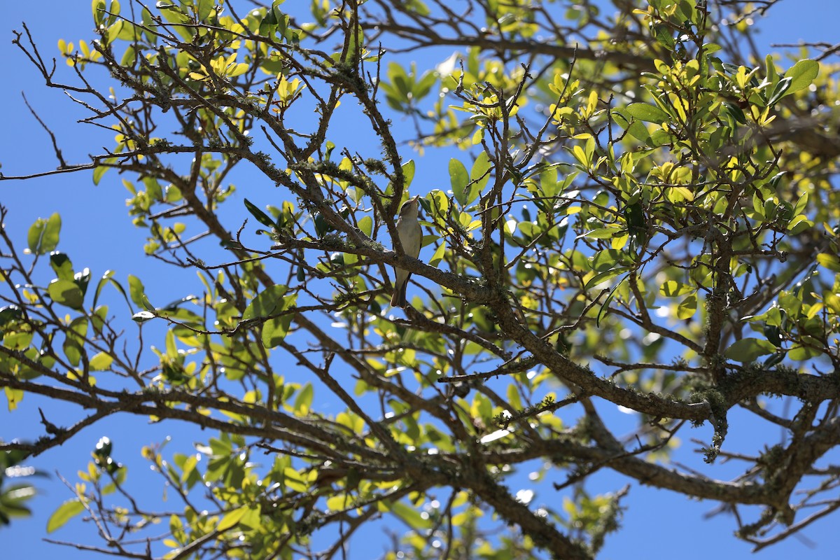 zelenáček švitořivý - ML617428919