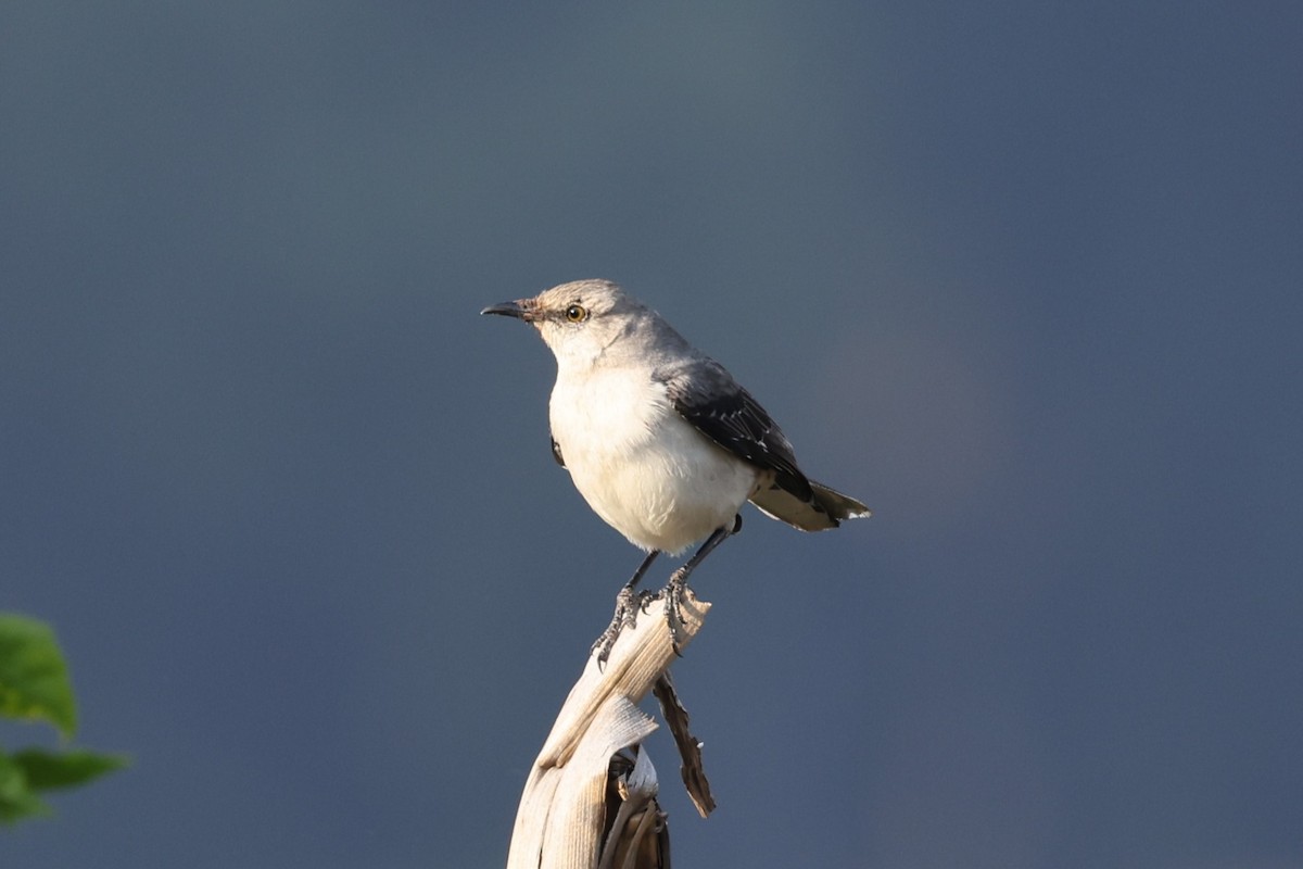 Tropical Mockingbird - ML617428923