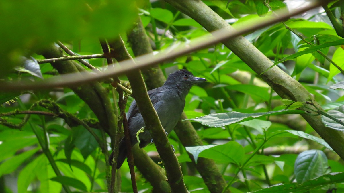Plain-winged Antshrike - Jorge Muñoz García   CAQUETA BIRDING