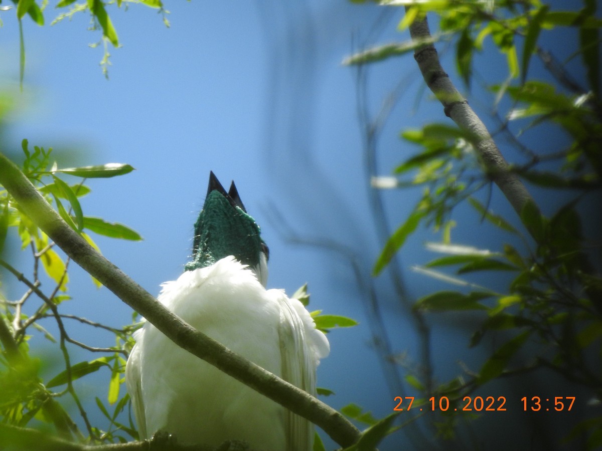 Bare-throated Bellbird - ML617429018