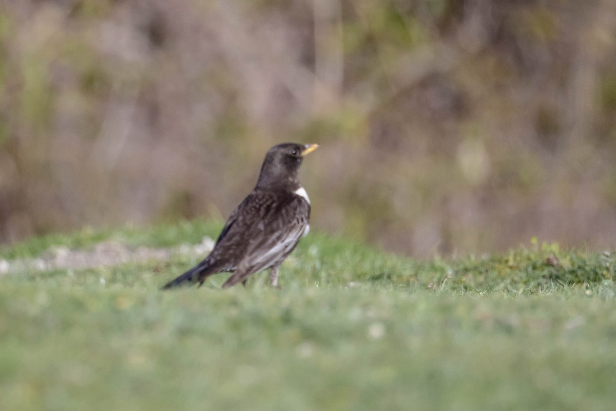 Ring Ouzel - Michael Hooper