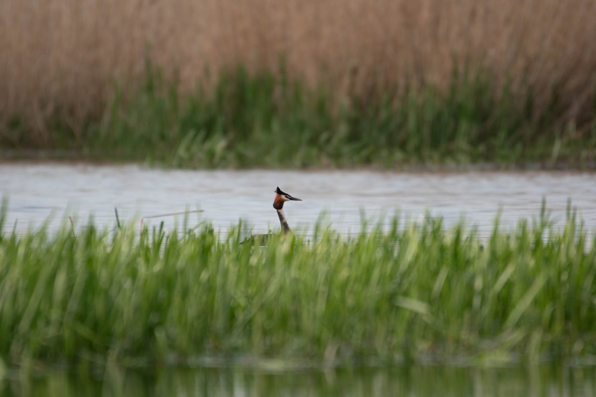 Great Crested Grebe - Piotr Dulko