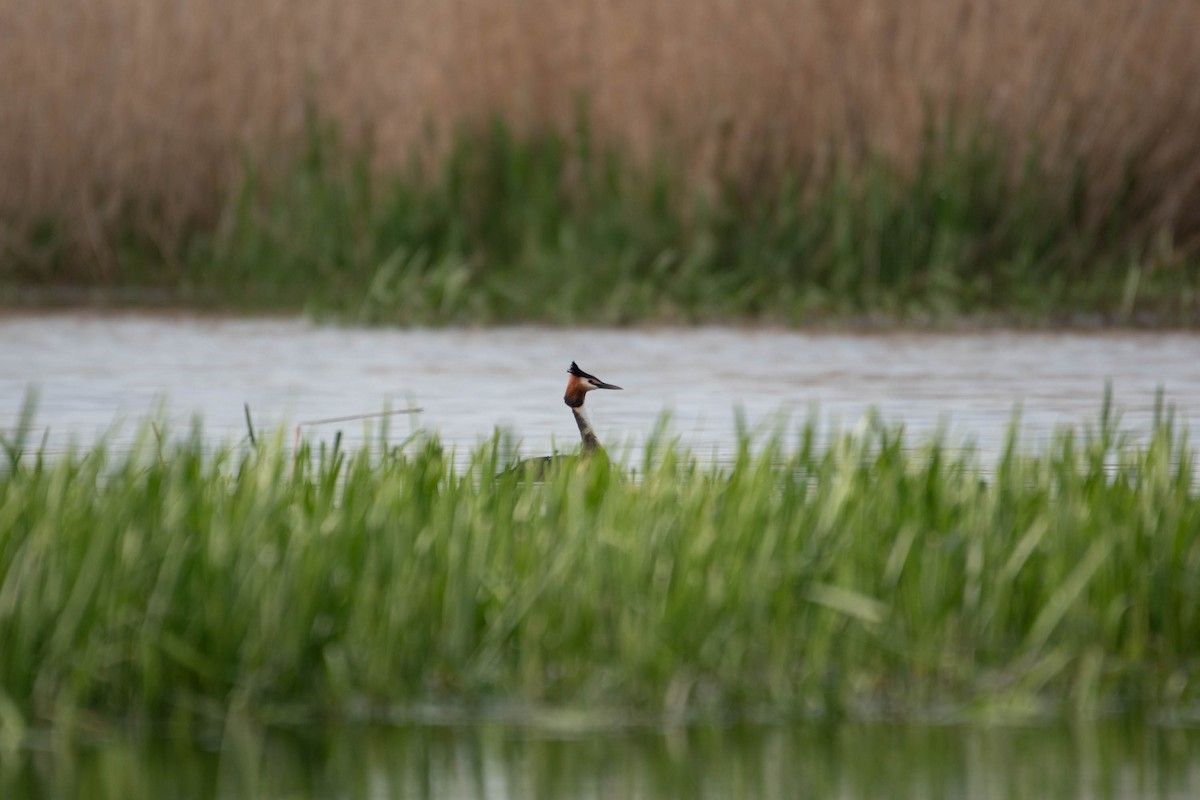 Great Crested Grebe - Piotr Dulko